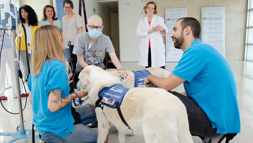 El Hospital Gregorio Marañón realiza terapias con perros para ayudar a niños hospitalizados