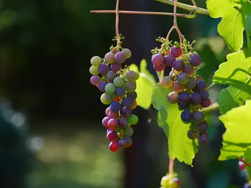 Los titulados en FP de Vitivinicultura podrán continuar su formación en la Universidad Los titulados en FP de Vitivinicultura podrán continuar su formación en la Universidad