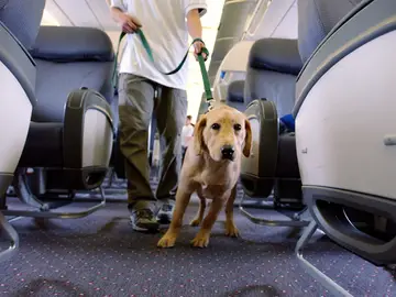 'Sasha', el primer perro guía adiestrado para ayudar a personas con esclerosis múltiple 'Sasha', el primer perro guía adiestrado para ayudar a personas con esclerosis múltiple