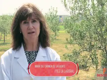 Técnico en Aceites de Oliva y Vinos Técnico en Aceites de Oliva y Vinos
