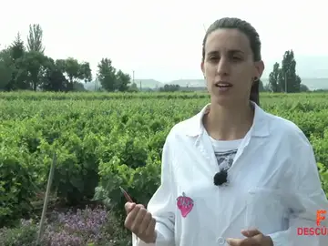 Me gusta el mundo de la etnología Me gusta el mundo de la etnología