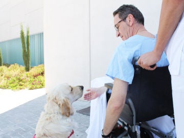 Hospitales de Alicante permiten la visita de mascotas para ayudar a los pacientes ingresados