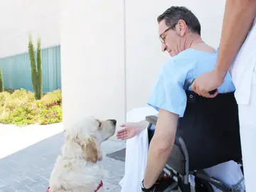 Hospitales de Alicante permiten la visita de mascotas para ayudar a los pacientes ingresados <p>Hospitales de Alicante permiten la visita de mascotas para ayudar a los pacientes ingresados</p>