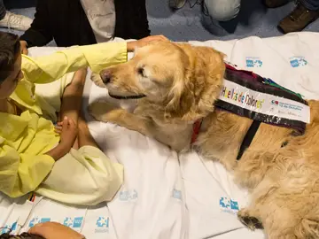 El Hospital 12 de Octubre demuestra que la terapia asistida con perros reduce el dolor y la ansiedad en niños ingresados El Hospital 12 de Octubre demuestra que la terapia asistida con perros reduce el dolor y la ansiedad en niños ingresados