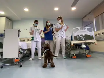 Besos caninos desde el Hospital Germans Trias i Pujol Besos caninos desde el Hospital Germans Trias i Pujol